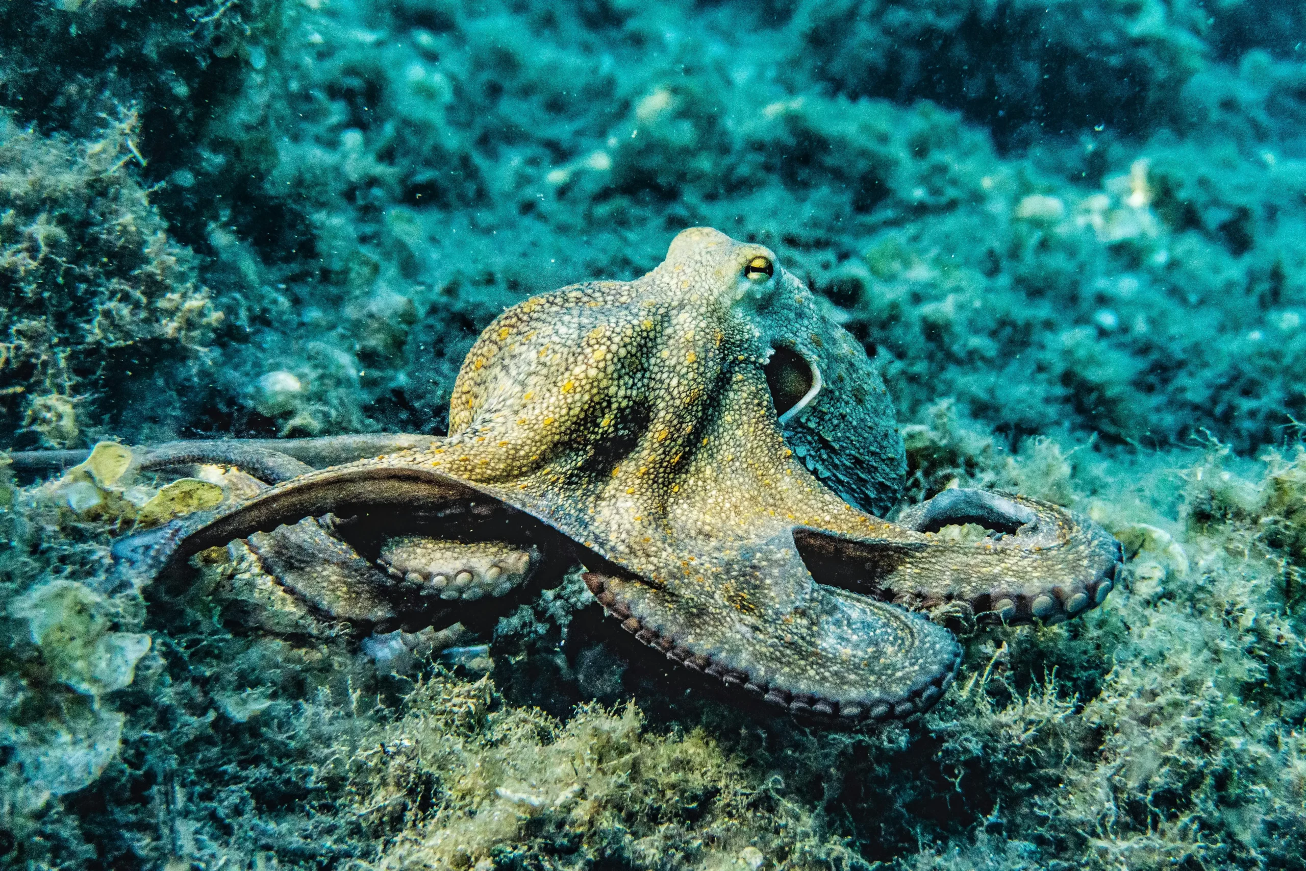 An octopus with mottled yellow and grey coloring rests on a turquoise coral reef.