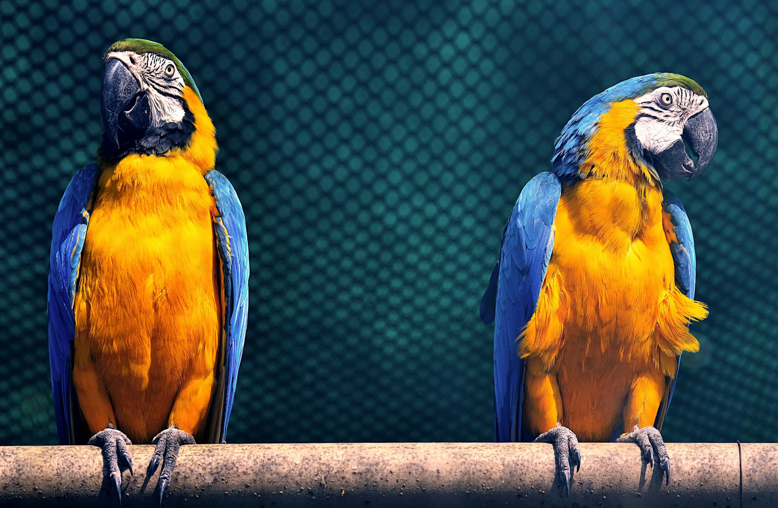 Two vibrant blue-and-yellow macaws perched on a metal bar.