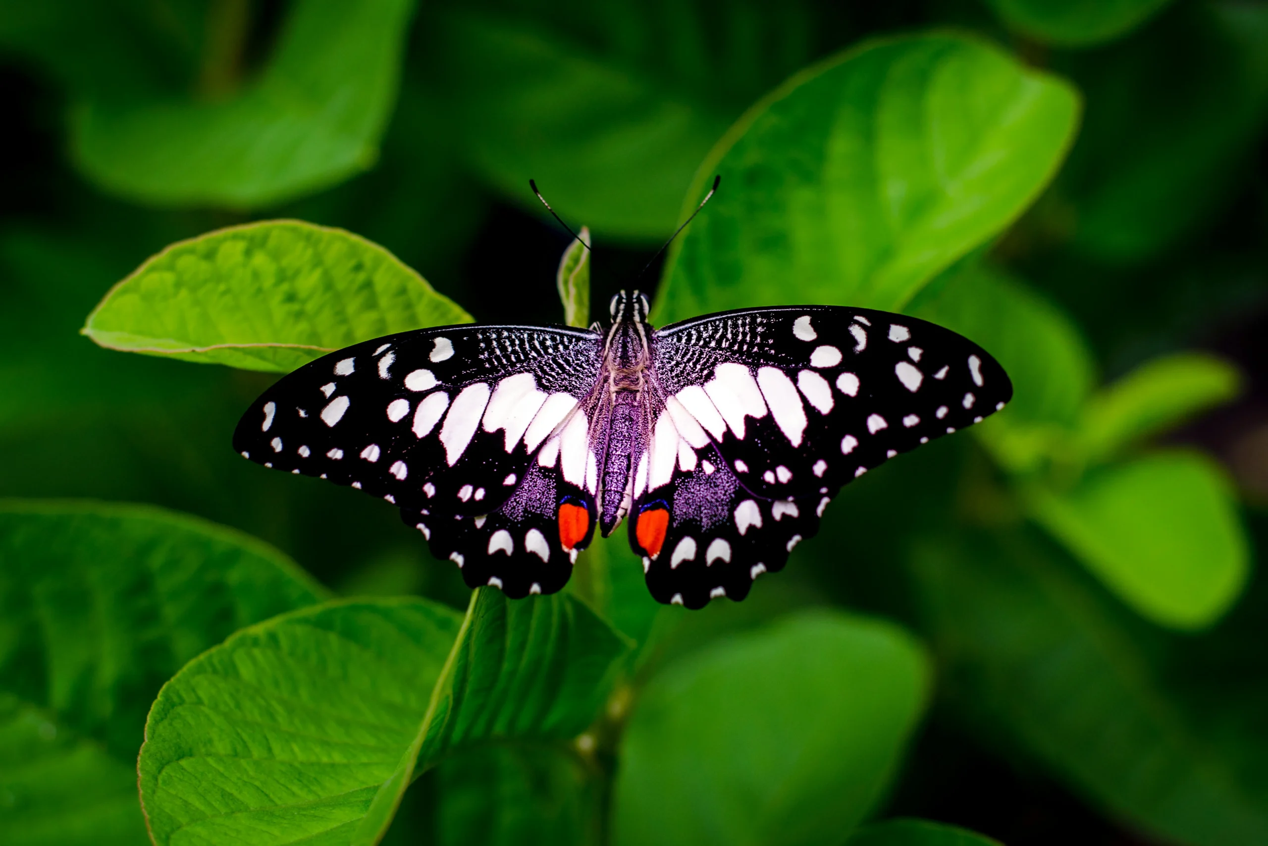 Close-up of a black and white butterfly with orange accents resting on vibrant green leaves, showcasing its intricate wing patterns in a natural setting.