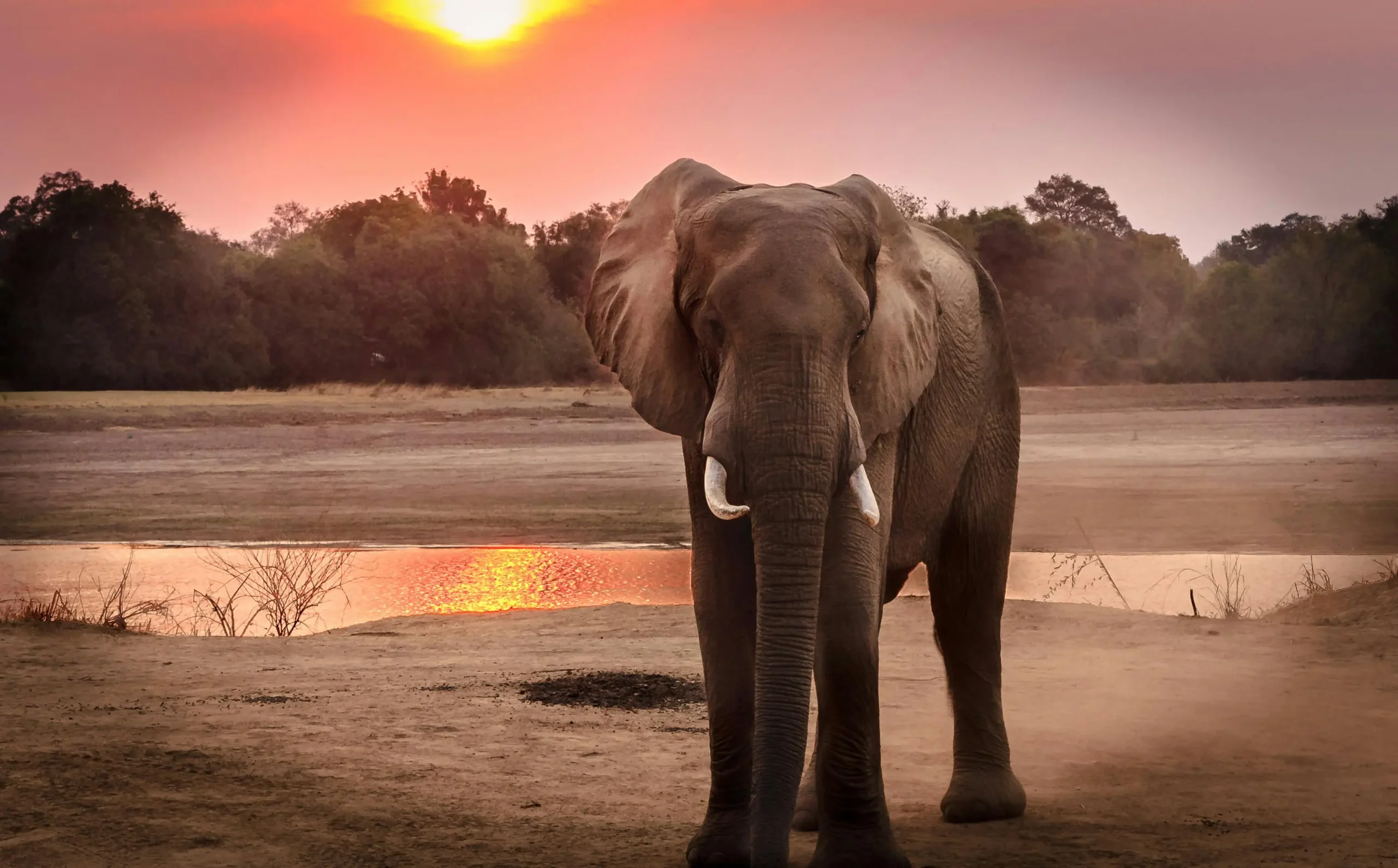 An elephant standing near a reflective water body at sunset, surrounded by a serene natural landscape with trees in the background.