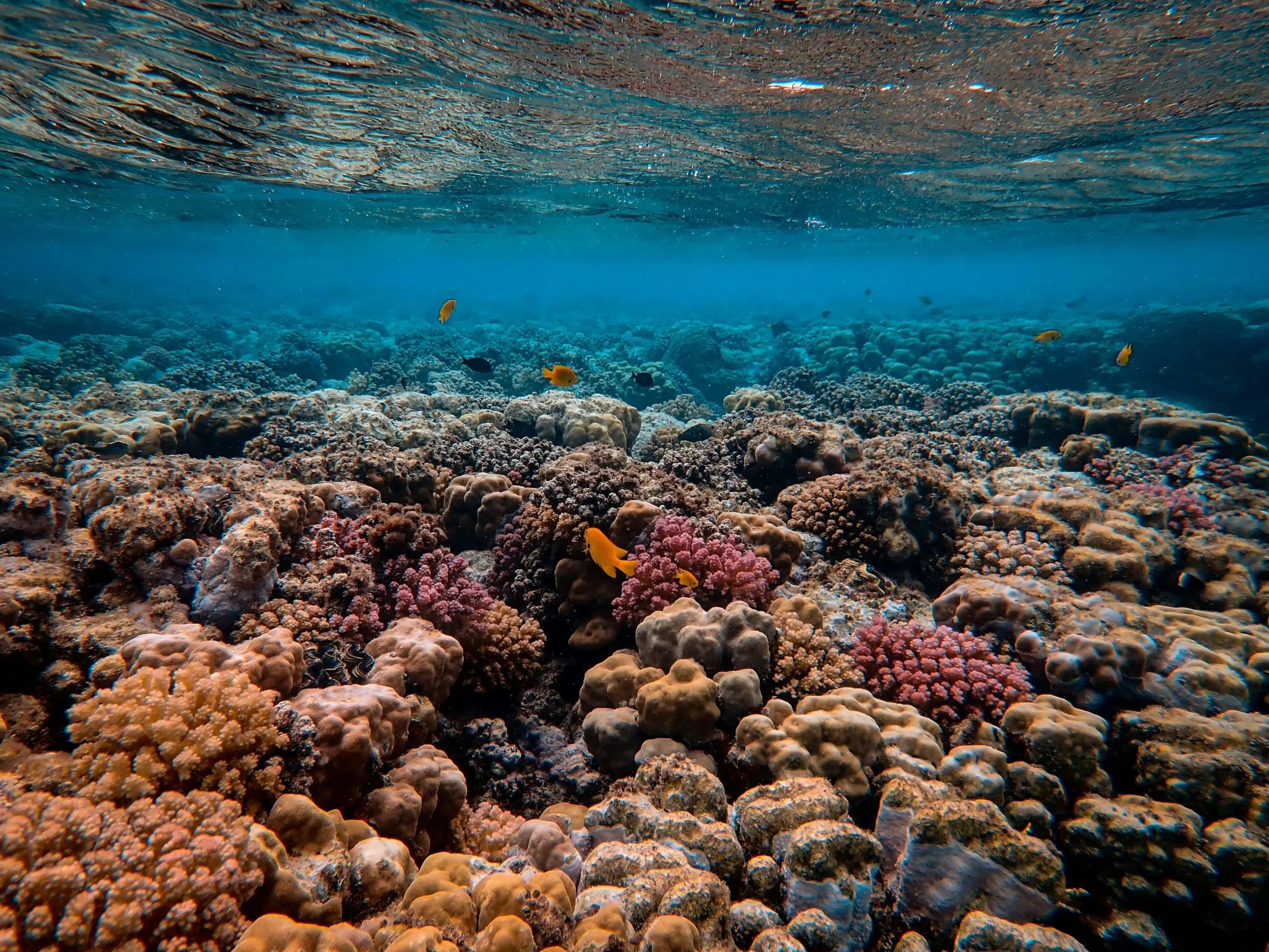 Photo of a coral reef.