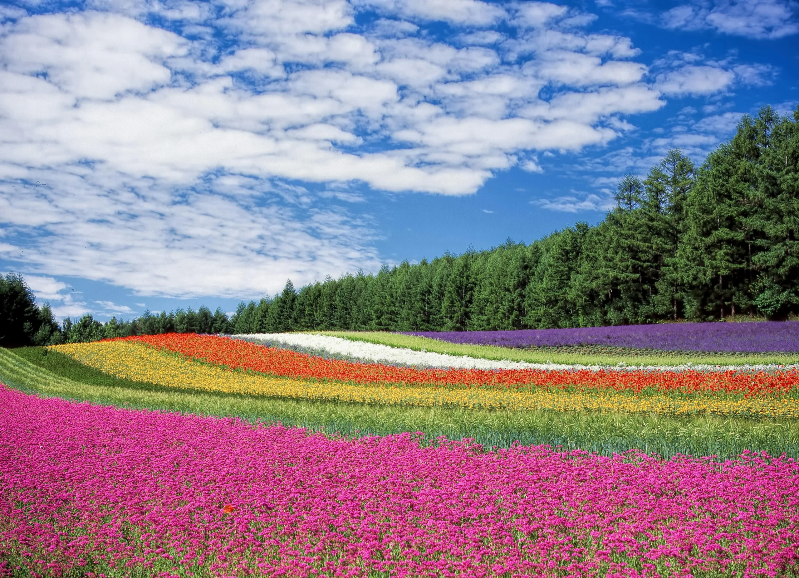 A breathtaking landscape of a vibrant flower field showcasing rows of pink, red, yellow, white, and purple blooms, blending into a horizon of lush green trees under a clear blue sky filled with scattered white clouds.