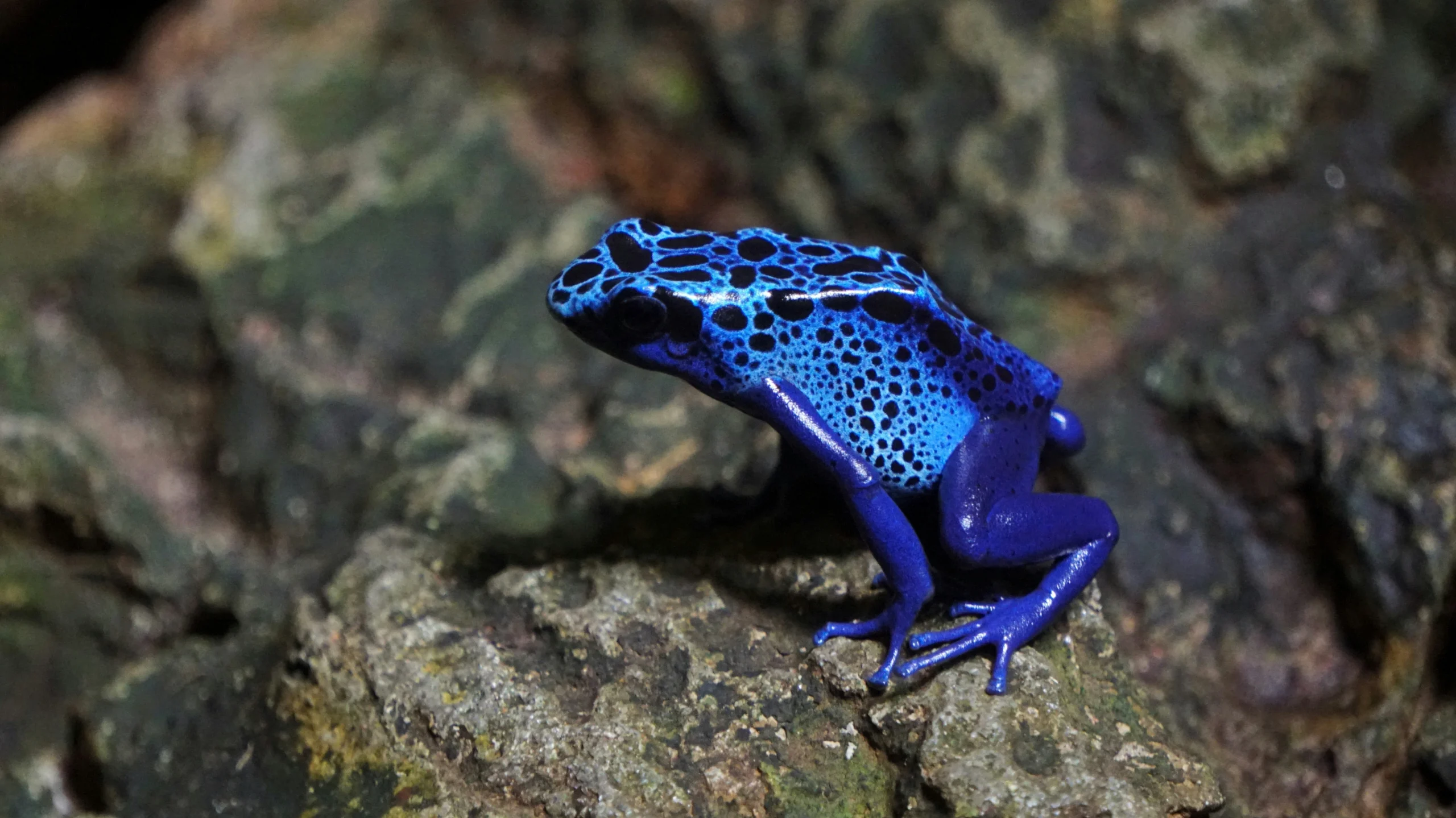 A striking image of a vibrant blue poison dart frog perched on a mossy rock, its body adorned with black spots that create a bold contrast against its vivid blue skin. 